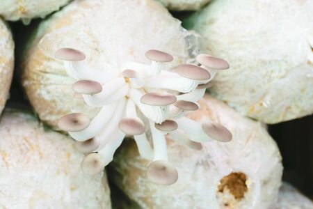 Healthy organic oyster mushroom in Thailand farmの写真素材
