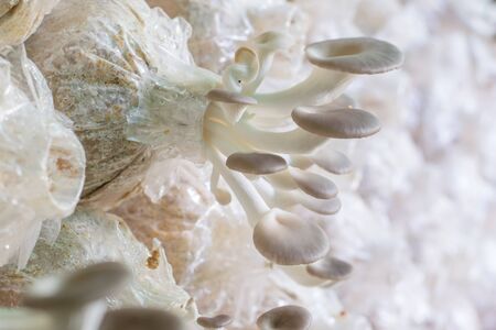 Healthy organic oyster mushroom in Thailand farmの写真素材