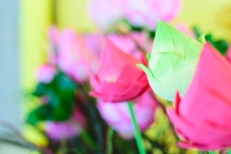 Closeup beautiful pink lotus flower in thailandの写真素材
