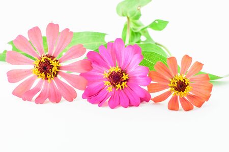 Flower of zinnia isolated on white backgroundの写真素材