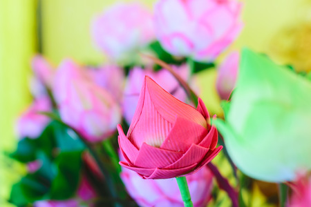 Closeup beautiful pink lotus flower in thailandの写真素材