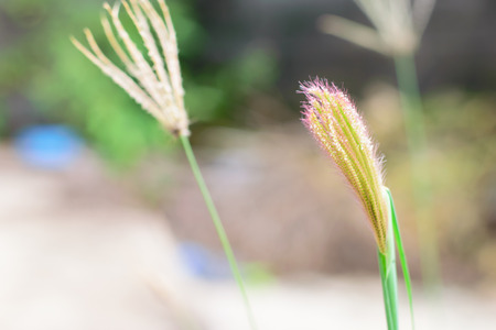 Flowering grass or grass flower on the wind