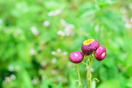 Helichrysum or Straw flower in outdoor garden.の写真素材