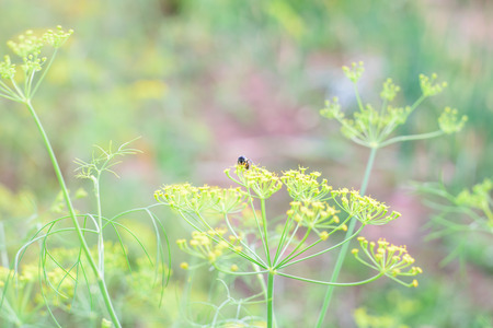 Yellow flower and bee at the flower field.
