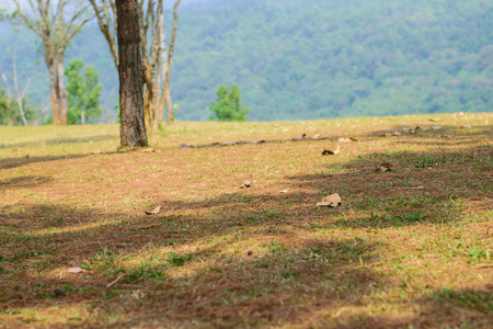 path through the field with green grass in mountains near the forest in morning lightの写真素材