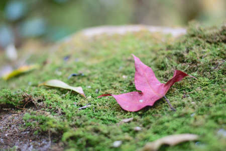 dry leaves on ground in autumn gardenの写真素材