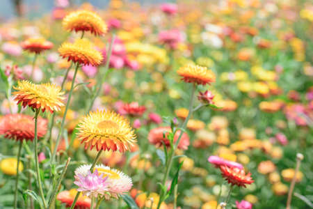 Helichrysum or Straw flower in outdoor garden.