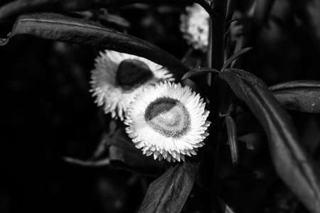 Helichrysum or Straw flower in outdoor garden.の写真素材