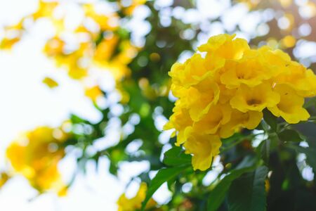 Tecoma stans or Yellow Trumpet bush flower on treeの写真素材