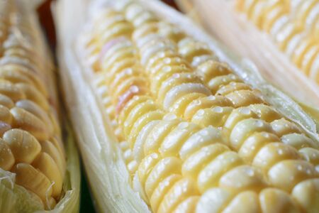 Fresh organic corn on cob on farmers