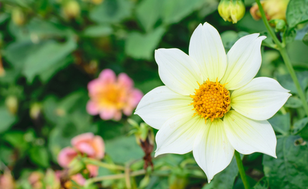 Beautiful white flower on green leaf backgroundの写真素材