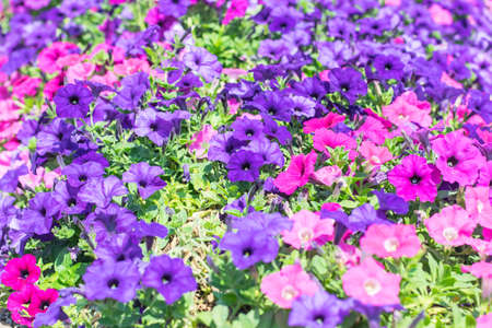 colorful of petunia flower in the gardenの写真素材