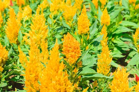 Cockscomb flower (Celosia Cristata) in a garden