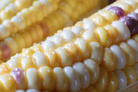Fresh organic corn on cob on farmersの写真素材