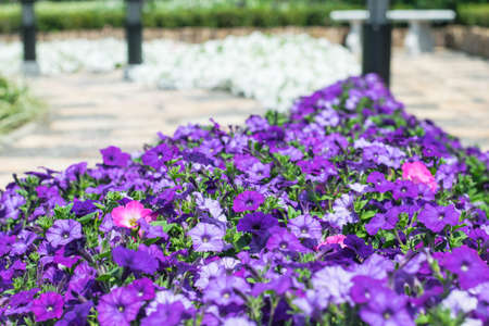 colorful of petunia flower in the gardenの写真素材