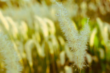 Beautiful of white grass and green grass with color of morninglightの写真素材