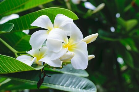 White plumeria on the plumeria tree.close up flowerの写真素材