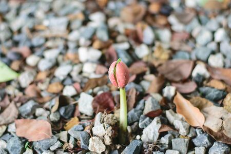 Young plant growing in soil. Nature. growing conceptの写真素材