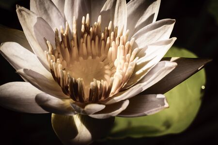 The lotus flower blooming in the pondの写真素材