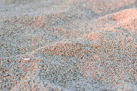 Wheat grains, Rice, pile of paddy, whole riceの写真素材