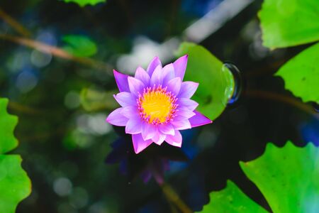 The lotus flower blooming in the pondの写真素材