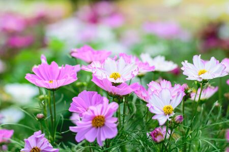 beautiful cosmos flowers in an autumn gardenの写真素材