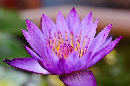 Beautiful purple lotus flower blooming in the gardenのeditorial素材