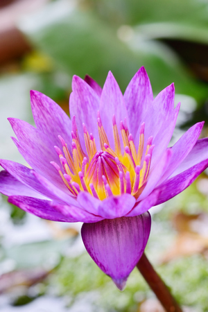 Beautiful purple lotus flower blooming in the gardenの写真素材