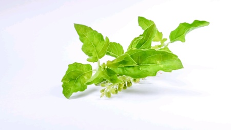 Fresh holy basil