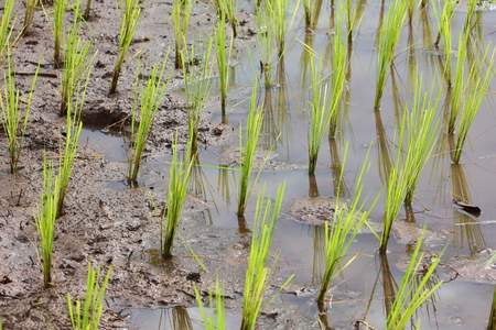 small paddy field in agriculture for thailandの写真素材