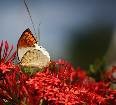 beautiful butterfly on fresh flower in garden on backgroundの写真素材