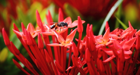 beautiful red spike flower in fresh nature on backgroundの写真素材