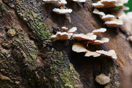 fresh mushroom herb and vegetarian in fresh forestの写真素材