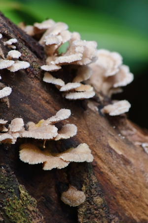 fresh mushroom herb and vegetarian in fresh forestの写真素材