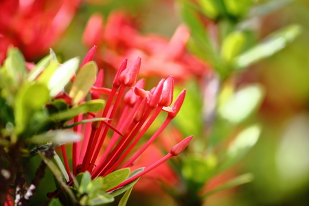 beautiful red spike flower in fresh nature on background