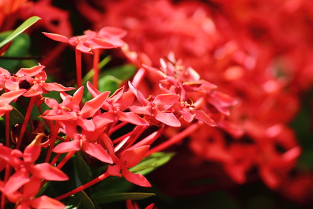 Beautiful red spike flower in fresh nature on backgroundの写真素材