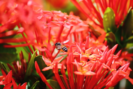 Beautiful red spike flower in fresh nature on backgroundの写真素材