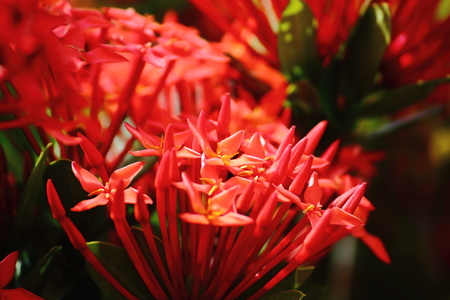 beautiful red spike flower in fresh nature on backgroundの写真素材