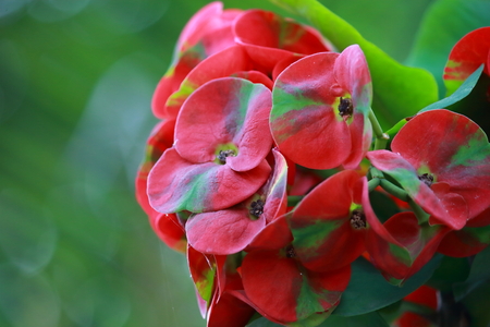 Euphorbia milli crown of thorns flower in natureの写真素材
