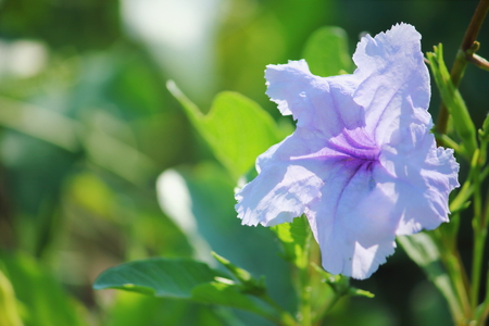 One beautiful close up of a purple wild petuniaの写真素材