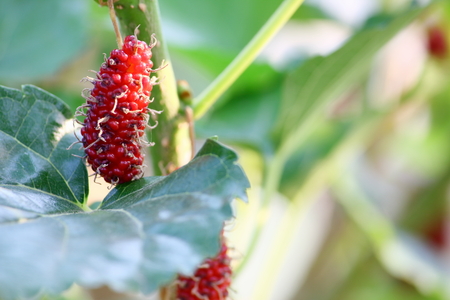Mulberry fruit and mulberry leaves on the branch in farmの写真素材
