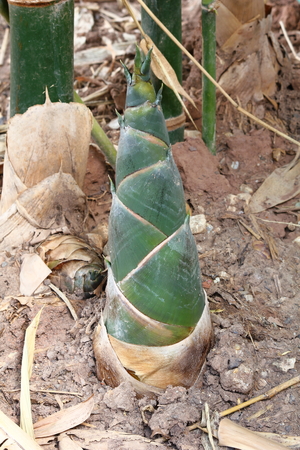 Bamboo shoots grown on organic farms in Thailandの写真素材