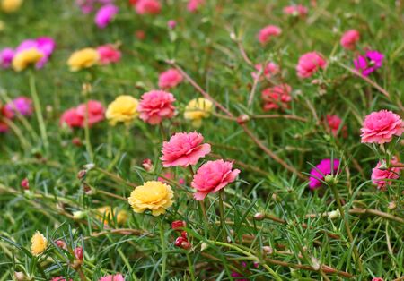 Beautiful common purslane flower in fresh garden on background
