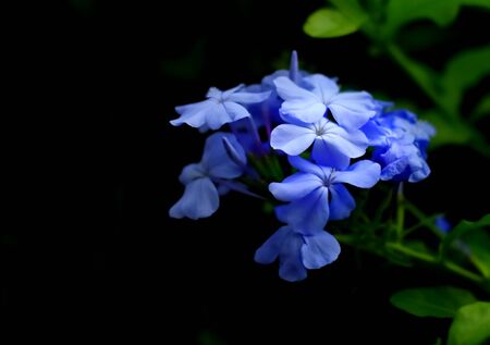 Beautiful nature flower blur backgroundの写真素材