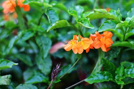 Beautiful bright fiery orange flowers of Crossandra infundibuliformis (firecracker flower)の写真素材