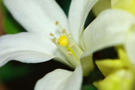 Beautiful mock orange (Philadelphus) flowers close up