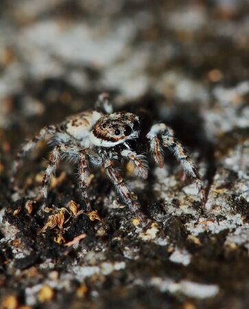Macro Photography of Jumping Spider on Green Leaf