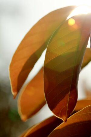 Green background made of fresh plants. Natural texture