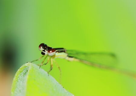Macro picture of dragonfly in the natureの写真素材