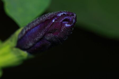 Butterfly Pea blossom on Green background, Flowers.の写真素材